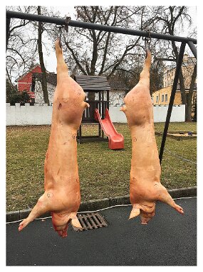 pig slaughtering, Czech republic null